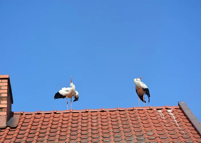 Bociania Ostoja * Mikołajki